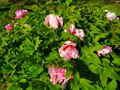 Paeonia suffruticosa