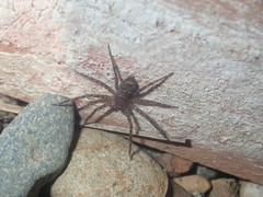 Heteropoda jugulans