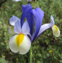 Iris xiphium xiphium