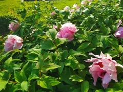 Paeonia suffruticosa