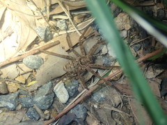 Heteropoda jugulans