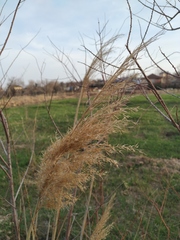 Phragmites australis