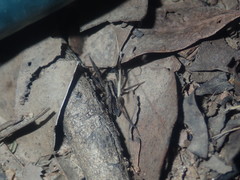 Lycosidae