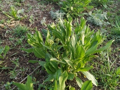 Lepidium draba