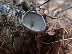 Banksiamyces macrocarpus