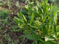 Lepidium draba