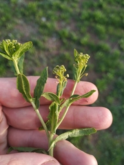 Lepidium draba