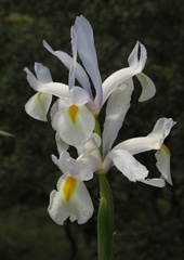Iris xiphium xiphium