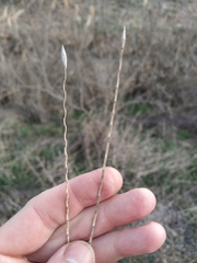 Elymus repens