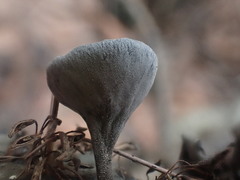 Banksiamyces macrocarpus