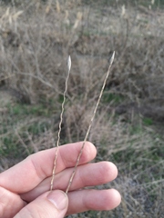 Elymus repens