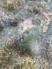 Dictyosphaeria versluysii