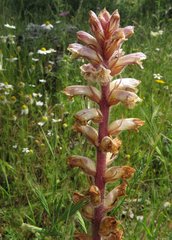 Orobanche minor