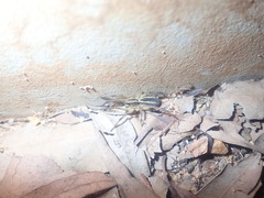 Lycosidae