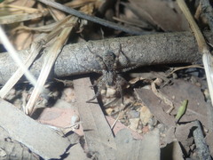 Lycosidae