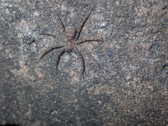Heteropoda jugulans