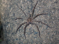 Heteropoda jugulans