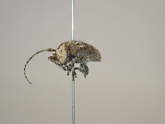 Prosoplus bankii