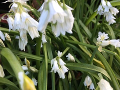 Allium triquetrum