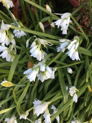 Allium triquetrum