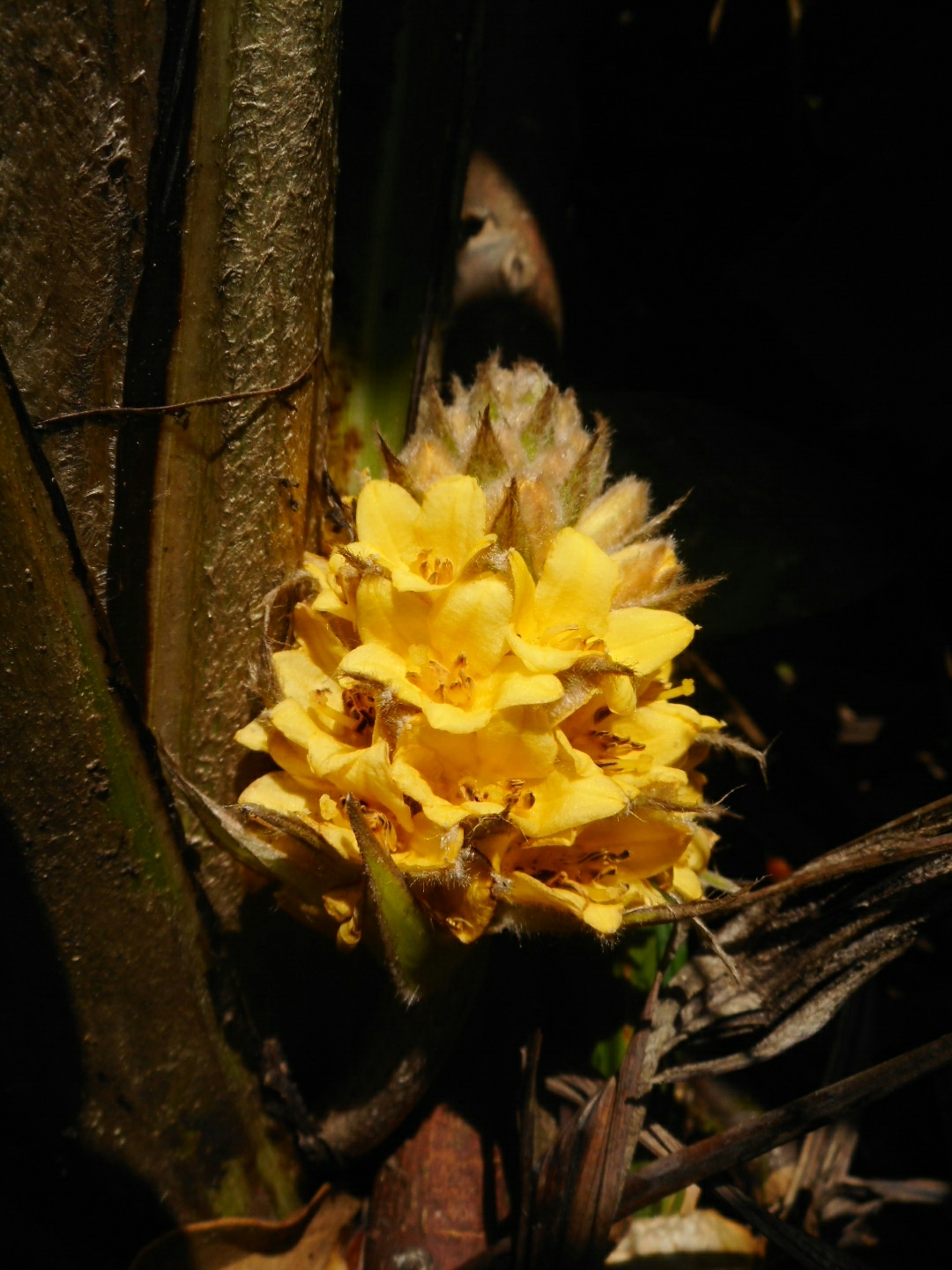 Curculigo capitulata