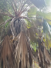 Pritchardia maideniana