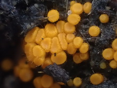 Cheilymenia coprinaria