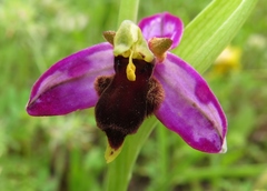 Ophrys apifera almaracensis