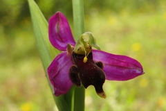 Ophrys apifera almaracensis