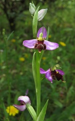 Ophrys apifera almaracensis