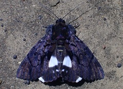 Catephia linteola