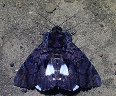 Catephia linteola