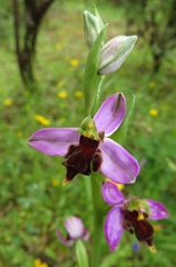Ophrys apifera almaracensis