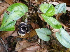 Asarum glabrum