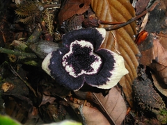 Asarum glabrum
