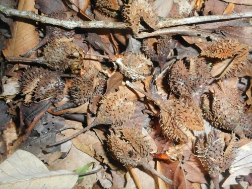 Fagus sinensis, photograph 1