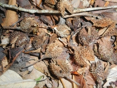 Fagus longipetiolata