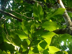 Fagus longipetiolata