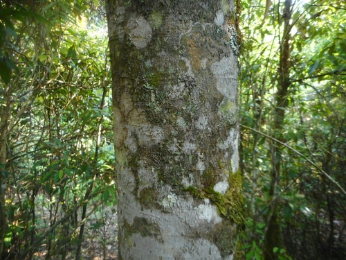 Fagus sinensis, photograph 3