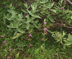 Ophrys apifera almaracensis