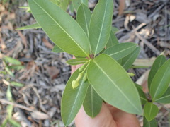Gymnanthera oblonga