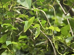 Tinospora smilacina