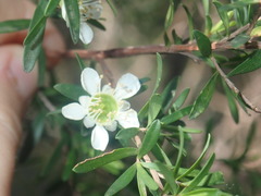 Leptospermum variabile