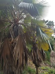 Pritchardia maideniana