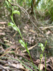 Pterostylis longifolia