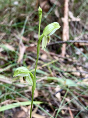 Pterostylis longifolia