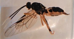 Elissoma ichneumonoides