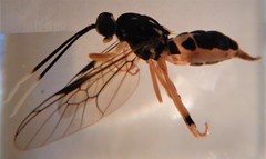 Elissoma ichneumonoides