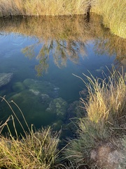 Cyprinodon nevadensis mionectes