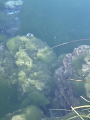 Cyprinodon nevadensis mionectes